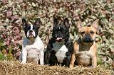 BOULEDOGUE FRANCAIS 1260